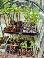 Brugmansia of trompetbloem, Jardin & Terrasse, Plantes | Jardin, Enlèvement, Été