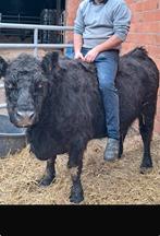 Rund, Dieren en Toebehoren