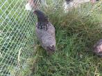 Barnevelder hennen, Dieren en Toebehoren