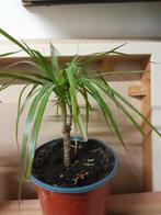 Plant te koop!, Tuin en Terras, Planten | Tuinplanten, Ophalen