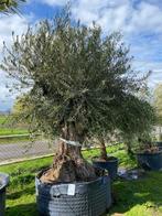 Prachtige oude olijfboom NR23006, Olijfboom, Zomer, Volle zon, Ophalen