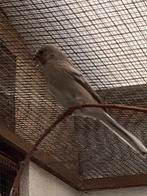 Meesgoudvink, Dieren en Toebehoren, Vogels | Overige Vogels, Mannelijk, Geringd