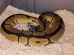 clown 100% het piebald, Slang, 0 tot 2 jaar