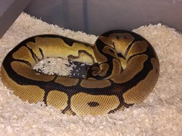 clown 100% het piebald  beschikbaar voor biedingen