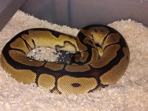 clown 100% het piebald, Dieren en Toebehoren, Reptielen en Amfibieën, Slang, 0 tot 2 jaar