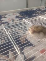 Hamster van drie maanden oud maar in verzenden het niet zelf, Boeken, Dieren en Huisdieren, Ophalen of Verzenden