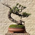 Pinus Nigra Europese Zwarte den BONSAI, Tuin en Terras, Planten | Bomen, Ophalen