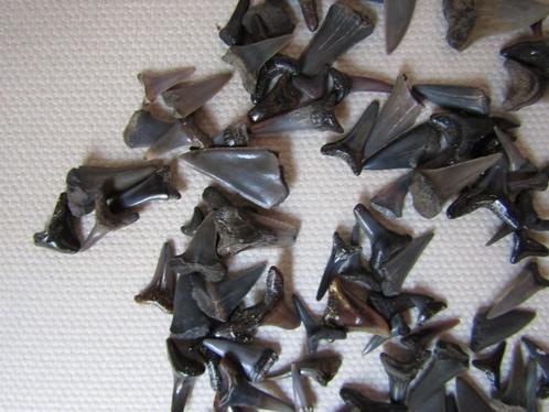 Formidabel: set haaientanden uit de Noordzee, Verzamelen, Mineralen en Fossielen, Fossiel, Ophalen of Verzenden