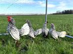 Sebright kippen gesekst, geringd, ingeënt Zilverzwartgezoomd, Femelle, Poule ou poulet