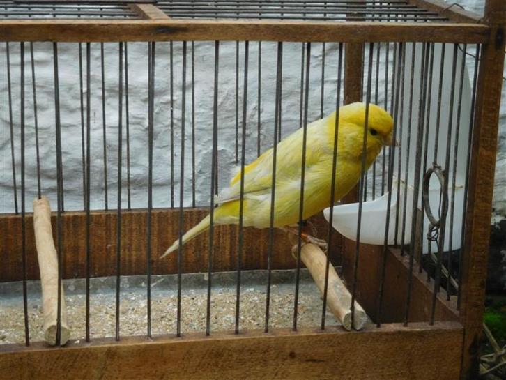 Kanaries geelagaten, Dieren en Toebehoren, Vogels | Kanaries, Kleurkanarie, Meerdere dieren