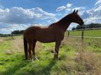Weidemaatje ter adoptie, Dieren en Toebehoren, Gechipt, Ruin, Dressuurpaard, 170 tot 175 cm