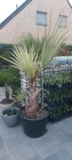 Nannhotorps Ritchiana super silver palm, Tuin en Terras, Planten | Bomen, Ophalen, Palmboom