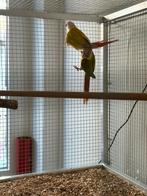 Pyrrhura molinae, Dieren en Toebehoren, Ophalen