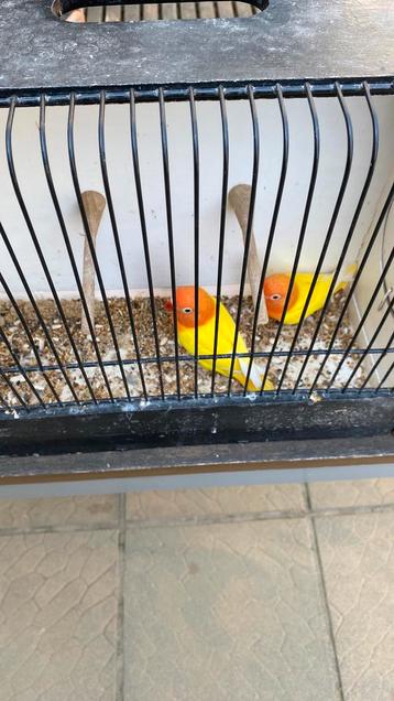 Jonge ficheries, Dieren en Toebehoren, Vogels | Parkieten en Papegaaien