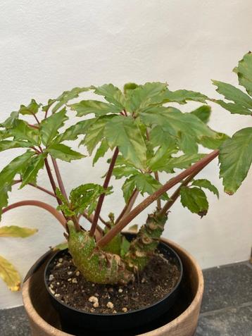 Begonia carolineifolia ‘Highlander’ beschikbaar voor biedingen