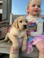 Goldador pups ouders beiden aanwezig, Dieren en Toebehoren, Honden | Retrievers, Spaniëls en Waterhonden, Golden retriever, België