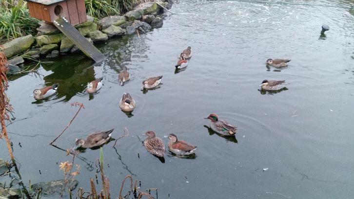 Eendjes te koop, Dieren en Toebehoren, Pluimvee