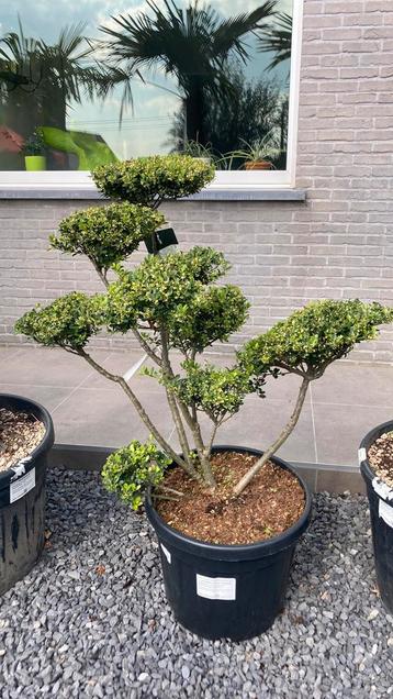 Ilex bonsai