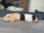 Jonge cavia’s, Dieren en Toebehoren, Cavia, Augustus, Mannelijk, Tam