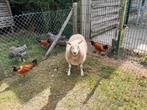 Ooi lam, Dieren en Toebehoren, Vrouwelijk, 0 tot 2 jaar