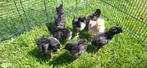 Kuikens, Dieren en Toebehoren, Meerdere dieren, Kip