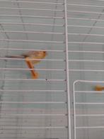 Agaat kanarie man, Dieren en Toebehoren, Vogels | Kanaries