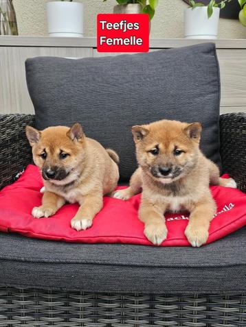 shiba inu pups beschikbaar voor biedingen
