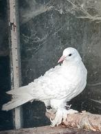 Krulduiven, Dieren en Toebehoren