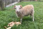 Quessant bokje te ruilen, Dieren en Toebehoren, Schapen, Geiten en Varkens