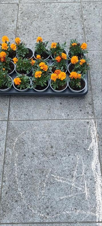 Tagetes, afrikaantjes, stinkertjes  beschikbaar voor biedingen