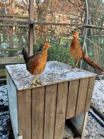 Goudfazant, Mannelijk, Overige soorten