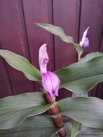 Roscoea orchideegember, Vaste plant, Halfschaduw, Zomer, Ophalen