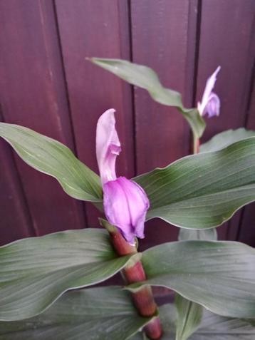 Roscoea orchideegember beschikbaar voor biedingen