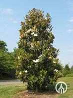 magnolia grandiflora, Tuin en Terras, Ophalen