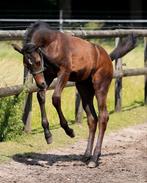 Zeer kwaliteitsvolle hengstveulens contagio en dourkhan hero, Dieren en Toebehoren, Paarden, Springpaard, 0 tot 2 jaar, Hengst