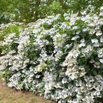 hydrangea in pot, Tuin en Terras, Vaste plant, Halfschaduw, Zomer, Ophalen