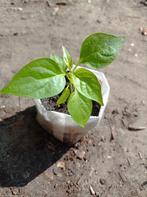 Tabasco | Peper Planten, Tuin en Terras, Ophalen