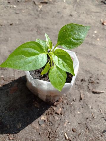 Tabasco | Peper Planten beschikbaar voor biedingen