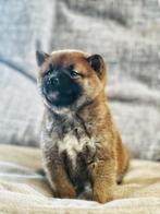Nieuw nestje shiba inu pups hier geboren !, Dieren en Toebehoren, Honden | Poolhonden, Keeshonden en Oertypen, CDV (hondenziekte)