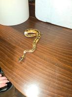 Pastel yellow belly pied, Dieren en Toebehoren, Slang, Tam, 0 tot 2 jaar