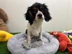 Cavalier King Charles Spaniel pups, België, 8 tot 15 weken, CDV (hondenziekte), Meerdere