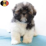 Shih Tzu (reutjes) Belgische pups te koop, België, 15 weken tot 1 jaar, CDV (hondenziekte), Meerdere