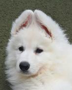 Beaux chiots de berger blanc suisse, Plusieurs, Parvovirose, Belgique, Berger