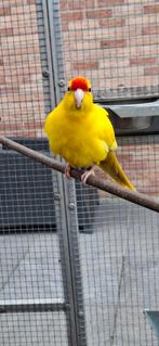 Kakariki's, Dieren en Toebehoren, Vogels | Parkieten en Papegaaien