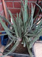 vetplanten Gasteria verrucosa, Maison & Meubles, Plantes d'intérieur, Enlèvement, Plante succulente