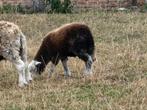 2 jonge ooien Herdwick schapen, Dieren en Toebehoren, Schapen, Geiten en Varkens