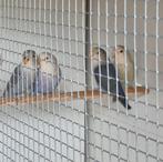 Roseicollis jongen 2024, Dieren en Toebehoren, Vogels | Parkieten en Papegaaien, Geslacht onbekend, Dwergpapegaai of Agapornis