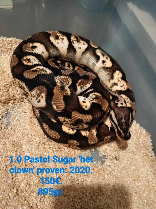 Python Regius 1.0 breeder., Dieren en Toebehoren, Reptielen en Amfibieën