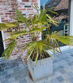 Palmboom, Tuin en Terras, Ophalen