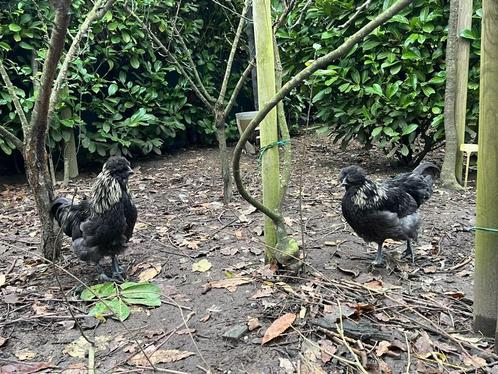 Broedeieren mix, Dieren en Toebehoren, Pluimvee, Kip, Geslacht onbekend